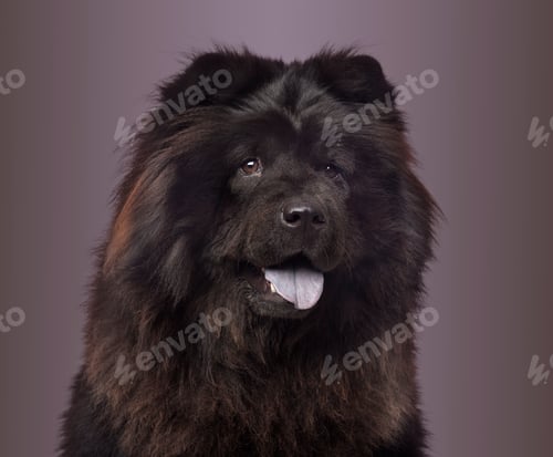 Preview: Close-up of a Chow Chow panting on a colored background, 3 years old