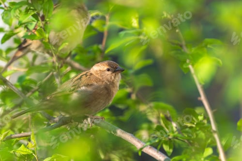Preview: Sparrow on a tree branch