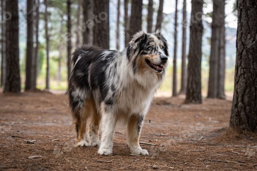 Preview: Black Coated Australian Shepherd