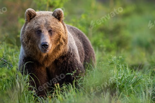 Preview: Brown bear female on glade with tall green grass looking into camera in summer