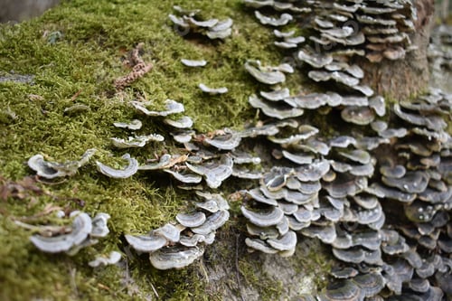 Preview: Closeup shot of auriculariales