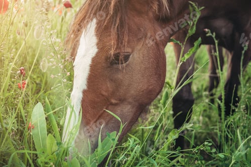 Preview: Beautiful red horse with long black mane in spring field