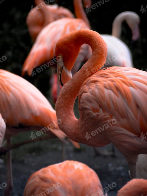 Preview: Salmon orange pink flamingos
