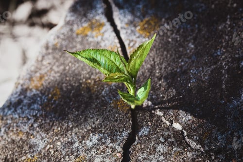 Preview: Small tree growing in old tombstone crack, sprout in stone, hope resurrection eternal soul, new life