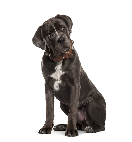Preview: Cane Corso sitting and bending head, isolated on white