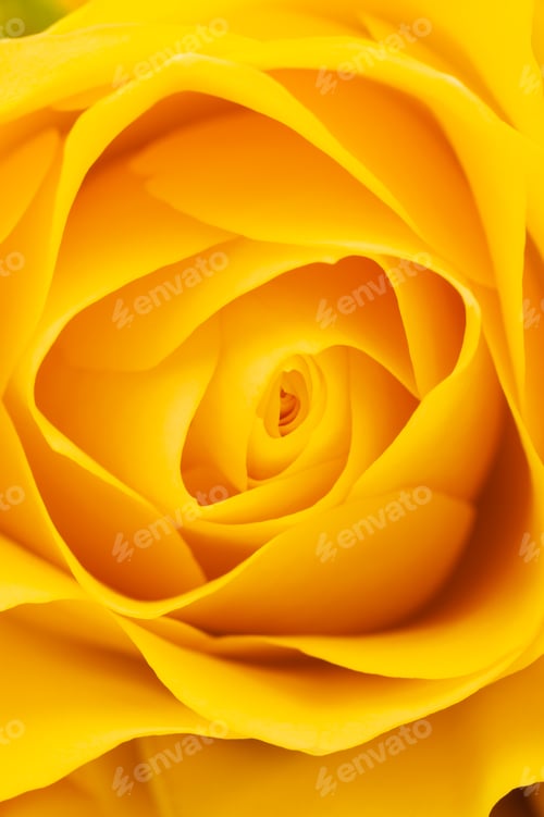 Preview: Yellow rose background