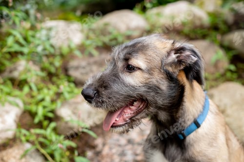 Preview: Portrait of a dog breed Irish Wolfhound in a summer nature park.puppy Irish wolfhound smiling and