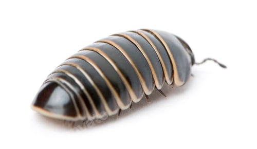 Preview: Glomeris marginata. Is a common European species of pill millipede