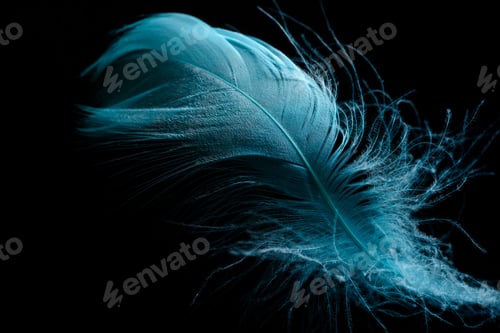 Preview: close up of soft blue feather isolated on black