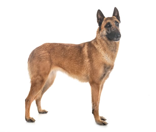 Preview: belgian shepherd malinois