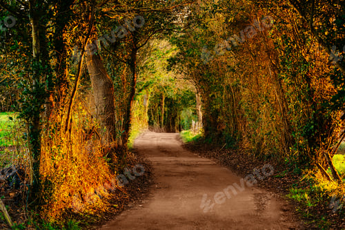 Preview: dirt road in the woods