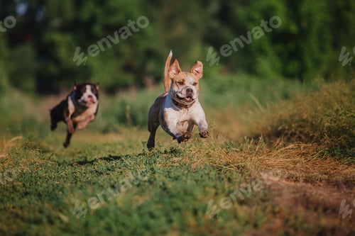 Preview: American Staffordshire terrier dog