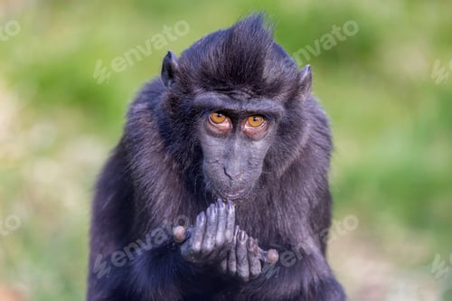 Preview: The Celebes crested macaque (Macaca nigra)