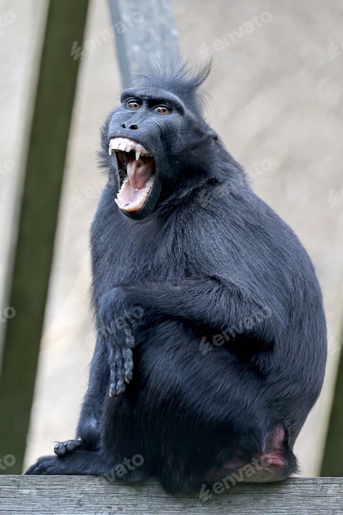 Preview: Crested Macaque (Macaca Nigra) in natural habitat
