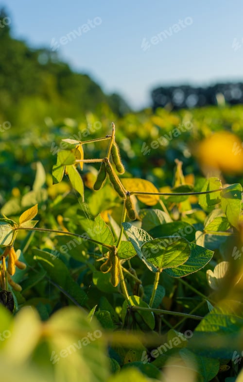 Preview: Soybeans growing in a field. Selective focus.