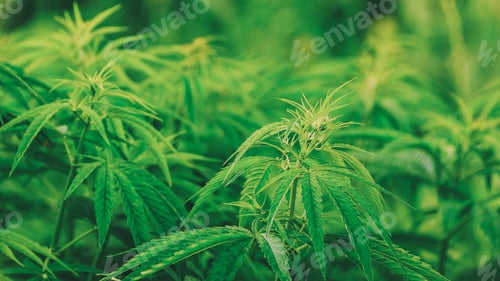Preview: Legal Green Marijuana Cannabis Leaves Growing At Farm In Summer