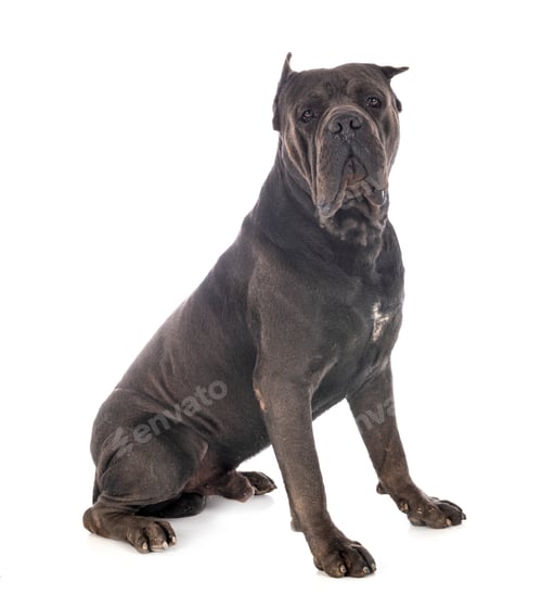 Preview: cane corso in studio