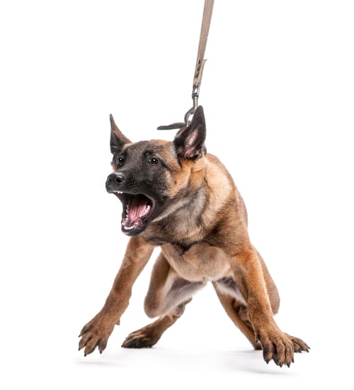 Preview: Belgian Shepherd leashed and aggressive against white background
