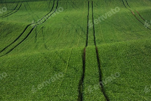 Preview: Green agricultural fields of Moravia at daytime. Nice weather