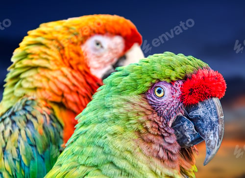 Preview: Pair-o-Parrots
