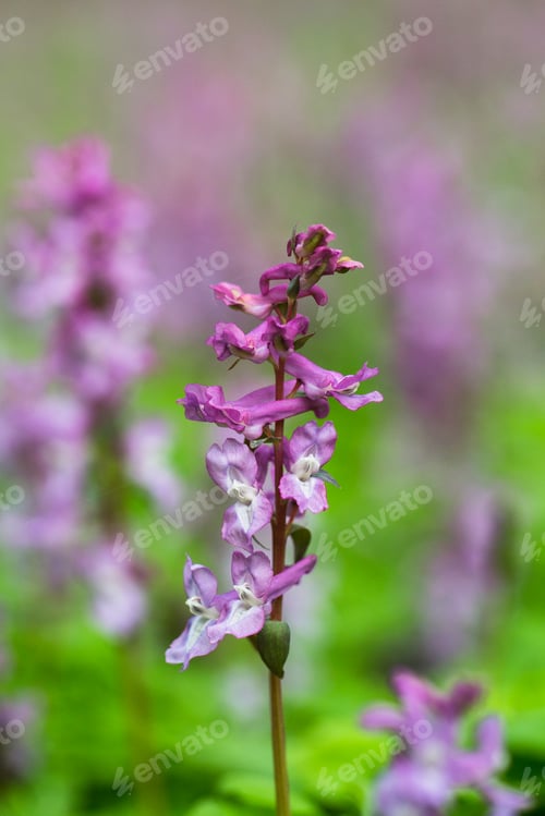 Preview: purple flowers in wild nature