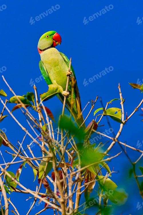 Preview: Alexandrine Parakeet, Royal Bardia National Park, Nepal