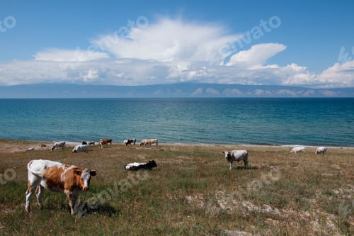 Preview: Organic Dairy Cows grazing in the beautiful fields of Olkhon Island in the Baikal Lake, in Russia
