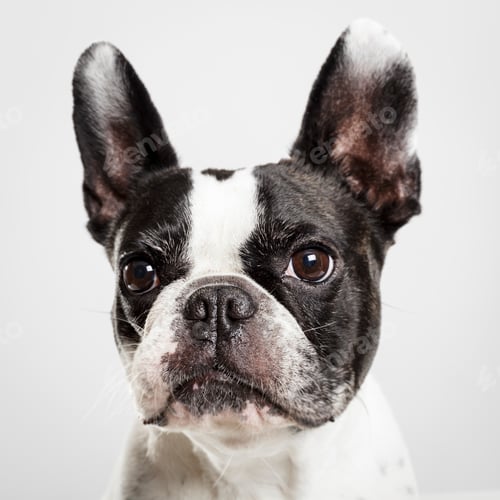 Preview: Studio portrait of an expressive French Bulldog dog