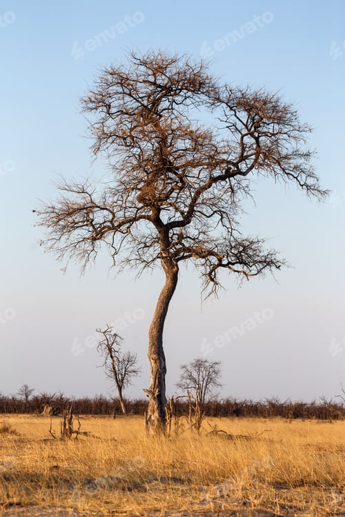Preview: Chobe N.P. Botswana, Africa