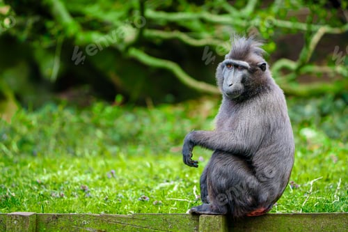 Preview: Barbary macaque monkey sitting on a wooden fence in a lush green park with blurred background