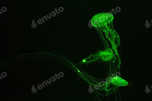 Preview: Three Atlantic Sea Nettle Jellyfish Swims In Illuminated Aquarium With Green Neon Lighting