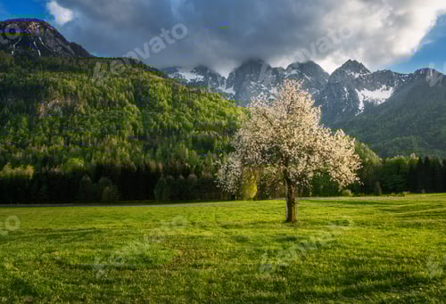 Preview: Blossoming Tree in a Field with Mountains