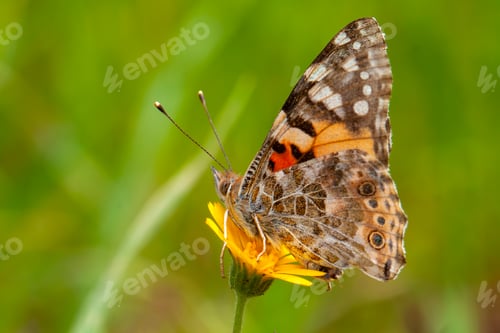 Preview: Butterfly in nature - Vanessa cardui