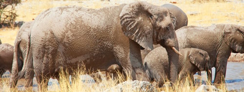 Preview: African elephant