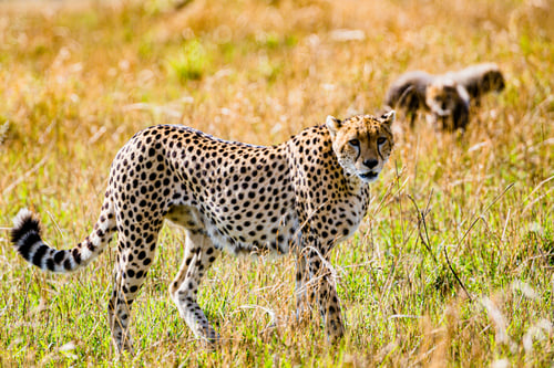 Preview: Cheetah Wildlife Wild Animas Maasai Mara National Game Reserve Kenya