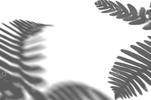 Preview: Shadow from fern plant, leaves, overlay effect. Realistic gray shadow on white background