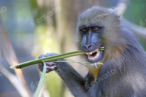 Preview: Close view of mandrill monkey (Mandrillus sphinx)