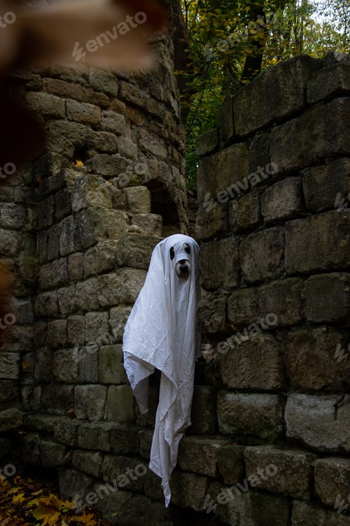 Preview: Dog in a ghost costume. Halloween concept