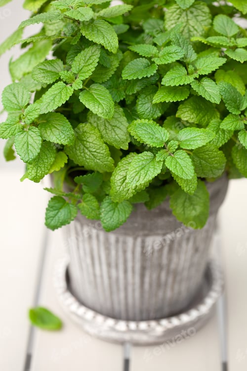 Preview: lemon balm (melissa) herb in flowerpot on balcony, urban container garden concept