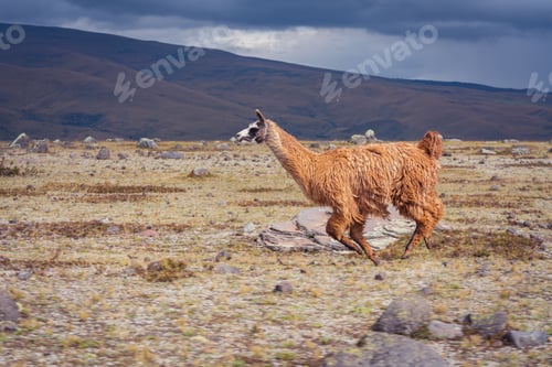 Preview: Eye-level shot of a single brown llama running on a dry field meadow