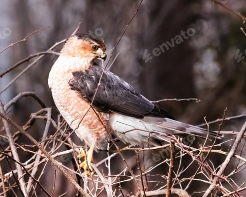 Preview: A Cooper's Hawk (Accipiter cooperii) perched on brambles, hunting for prey. Long Island, New York