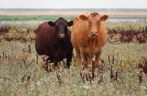 Preview: Closeup shot of brown cows in the field
