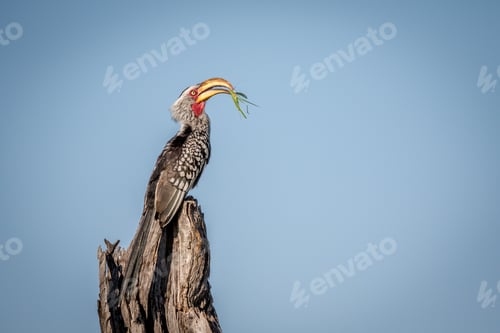 Preview: Yellow-billed hornbill with Praying matis.