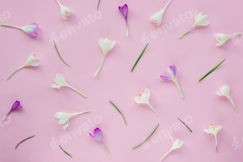 Preview: Festive floral background with white and purple crocuses on pink background. Spring concept