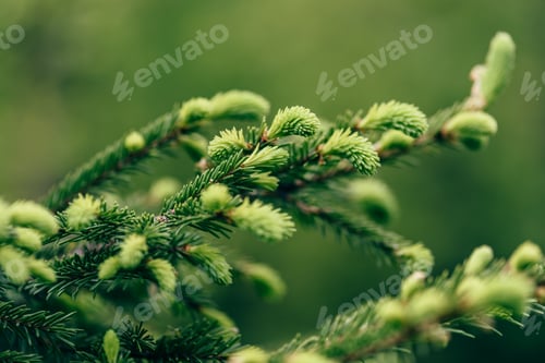 Preview: Close up of pine tree