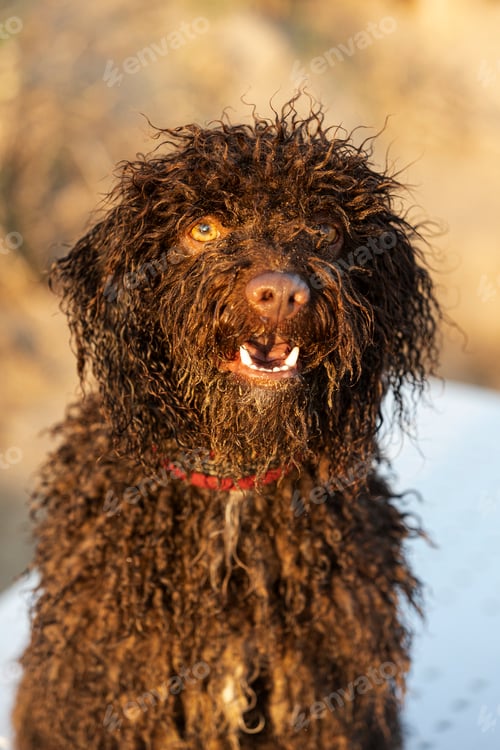 Preview: Brown lagotto romagnolo dog with curly fur, wearing red collar, showing its teeth in nature