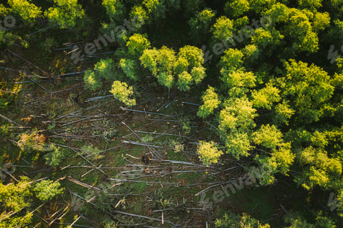 Preview: Aerial View Green Forest Deforestation Area Landscape. Top View Of Fallen Woods Trunks And Growing