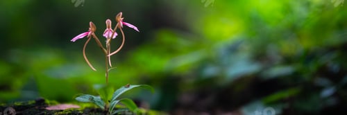 Preview: Environmental Conservation, Emphasizing Importance of Green Leaves and Trees in Forests