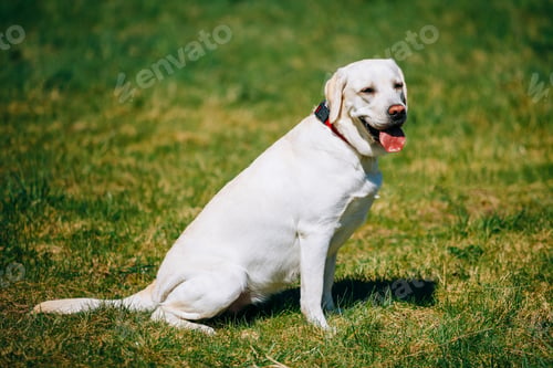 Preview: White Labrador Retriever Dog Sitting In Green Grass