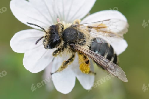 Preview: A female yellow legged mining bee, Andrena flavipes on a white